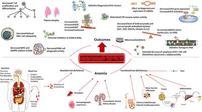 Flipside of the Coin: Iron Deficiency and Colorectal Cancer